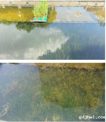 常德滨湖公园水质改善与生态修复工程