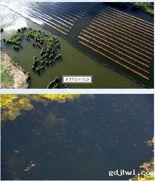水体生态修复与景观构建