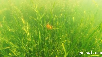 新闻转载｜江苏gdjhwl助力生态环境部环境工程评估中心“环保管家”培训工作